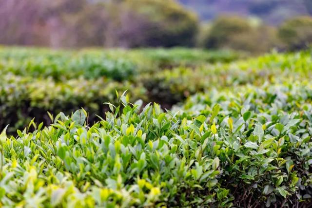惠聚美好丨一片叶子,带火了博罗这个镇