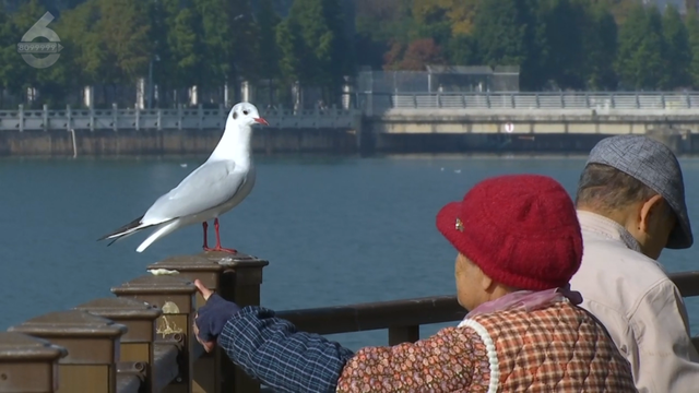 这个静谧小渔村，藏着彩虹桥、木栈道、老渔船、湖光鸥影……