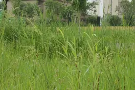 “与草共舞”的绿色农业种植模式，增产、抗旱，效果明显图片