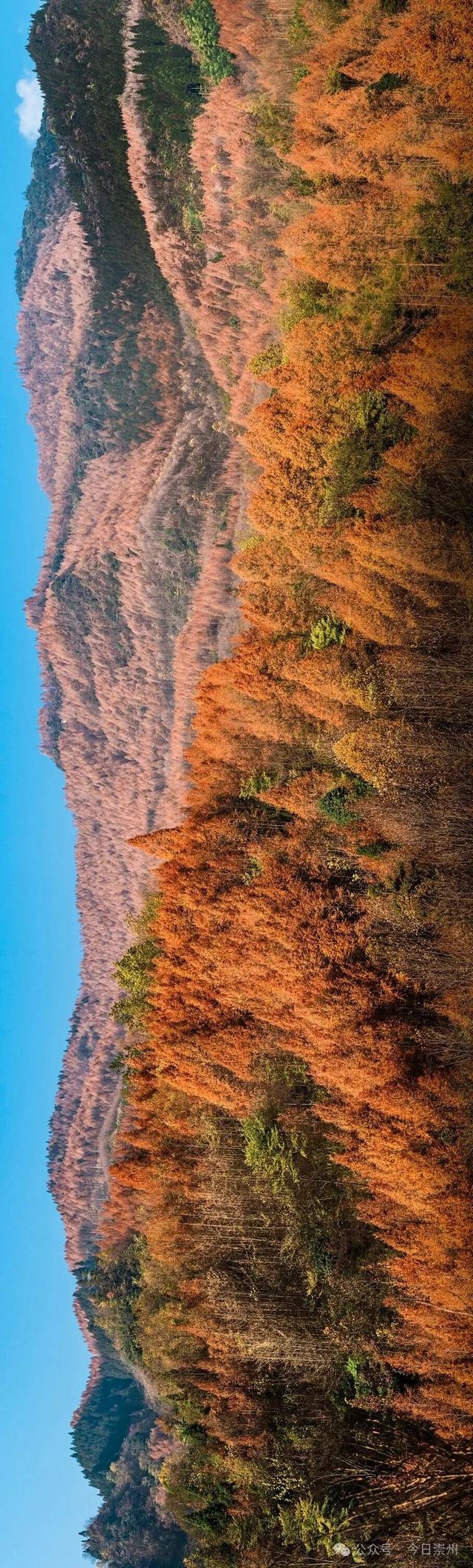 崇州彩林天花板🤩🤩🤩谁还没去过？