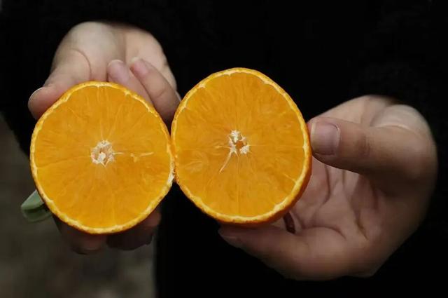 长三角果香正浓！快到这些当季采摘点位探“鲜”吧~