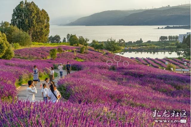 旅居云南·昆明好在（十六）秋日花海，粉紫浪漫