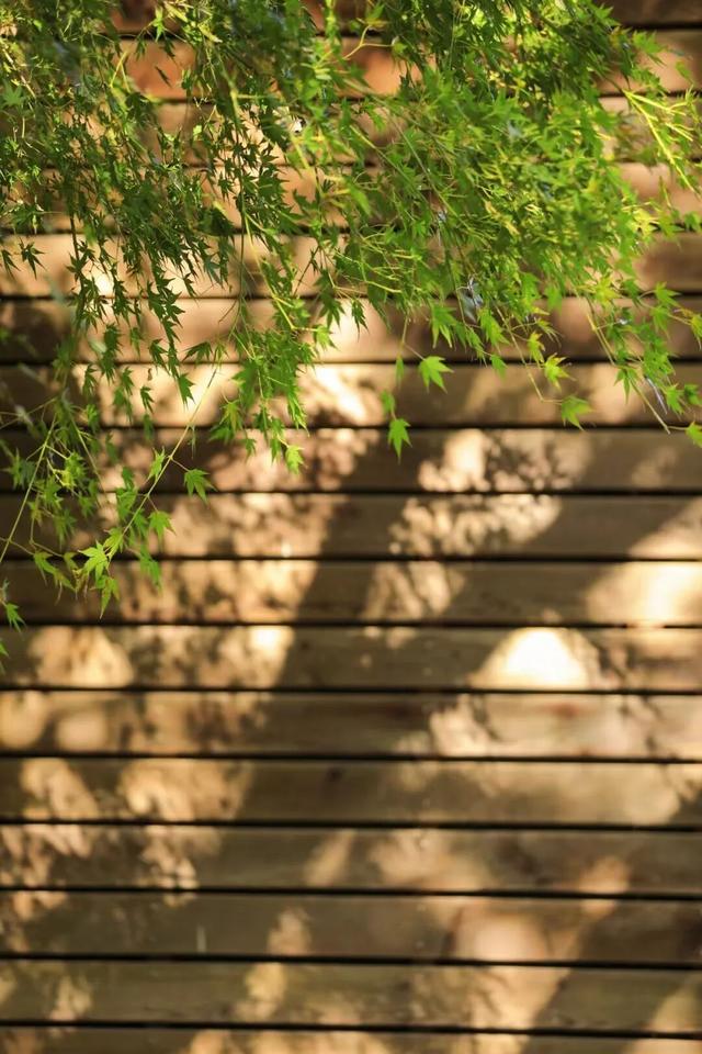 什么？日照这里有一群“小精灵”？！