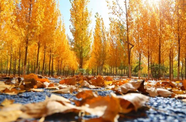 金水生态公园秋色如画 满园“黄金甲”演绎自然交响