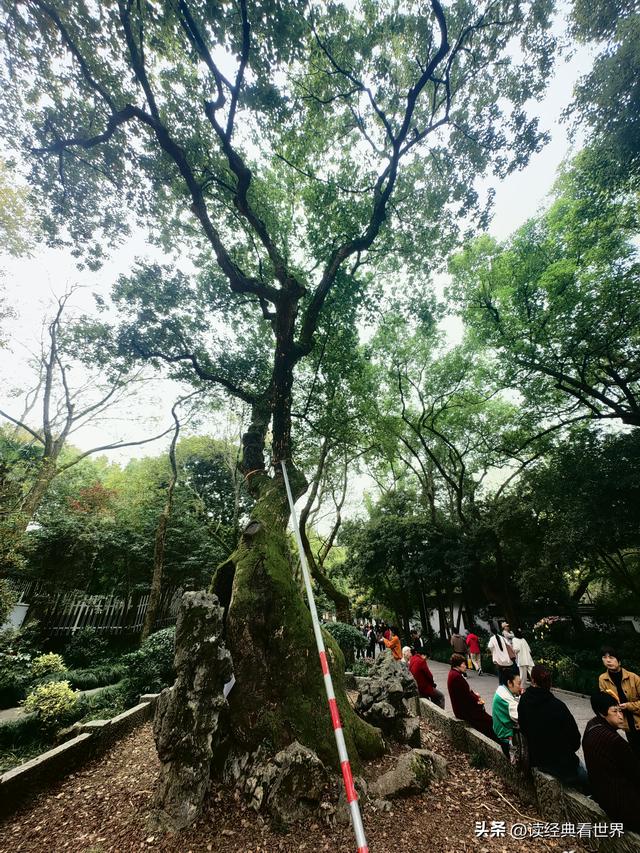 杭州植物园的菊花展——一场关于菊花的饕餮盛宴（一）