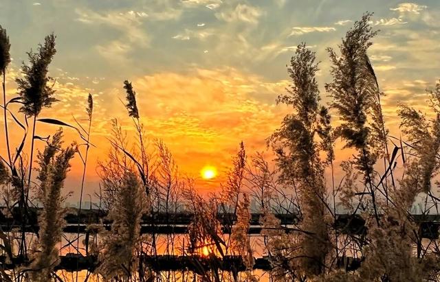 芦花飞雪！比人高+多机位！青岛氛围感芦苇荡初冬打卡地