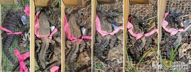 恐龙为何仰天长啸？解密亿年谜团，30只蜥蜴尸体揭开死亡姿态真相