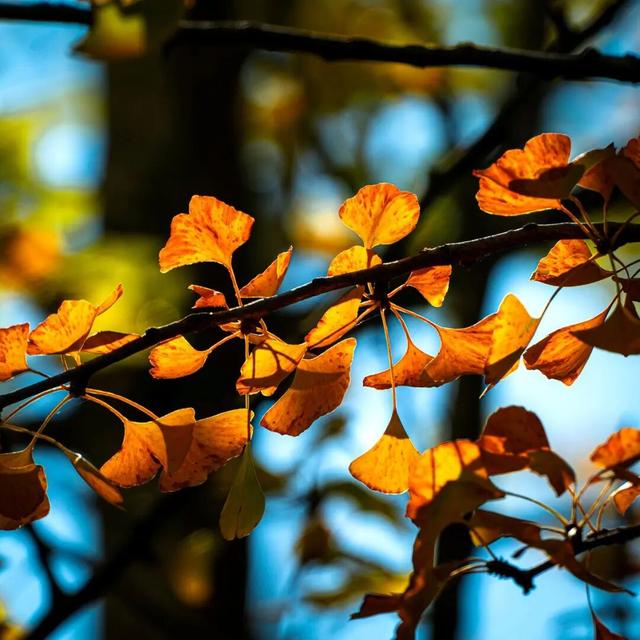 错过又要等一年！走，抓住贵阳短暂的秋，来一场ParkWalk→