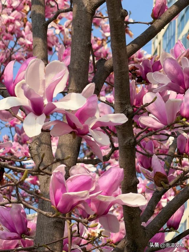 南漳玉兰“下凡”了！这场春天的雪，错过就要等明年“续费”