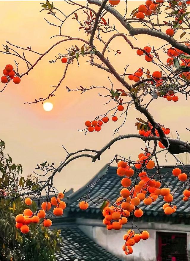 从化桂峰村赏秋，