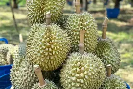 收购价50元/斤！海南榴莲将上市，身价碾压进口货，价格会暴跌吗图片