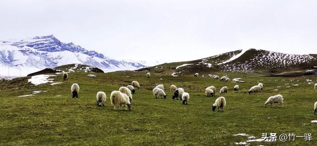 青海布哈河湿地：青海湖的母亲河