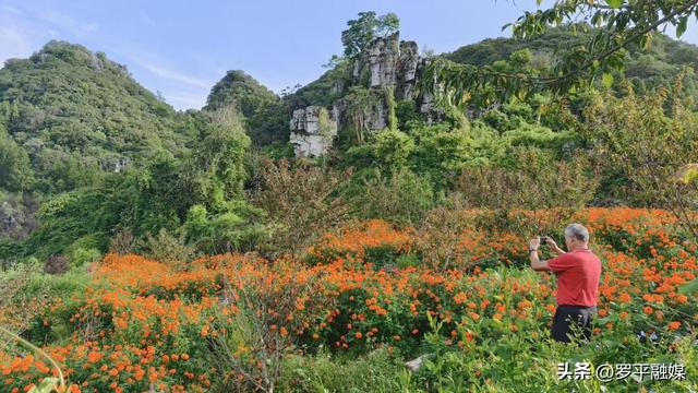 多地游客奔赴罗平云上花乡 开启清凉避暑旅居时光