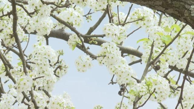 云安高村：百亩梨花盛放 金山美景如画