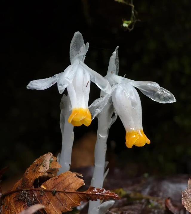 秋假免门票！抓住秋天的尾巴~来龙苍沟秋假赏秋领限定奖牌！