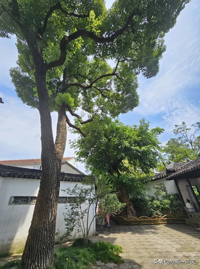 苏州沧浪亭的古树，守护与守候，等待与等你，最古老醉优美的园林