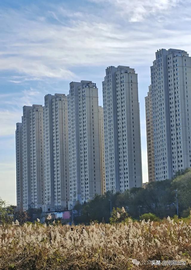 大连西山水库发现一大片芦苇,快来拍照呀