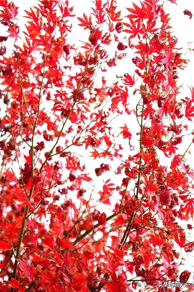 天水弘文园秋景美翻了，快去打卡！