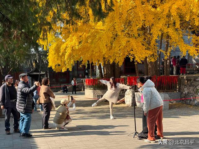 千年银杏“黄金周”开启！花塔村赏秋正当时