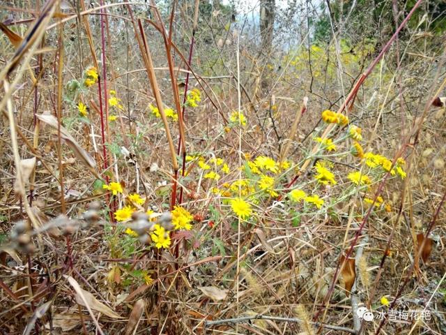 秋游大宗山朗公寺