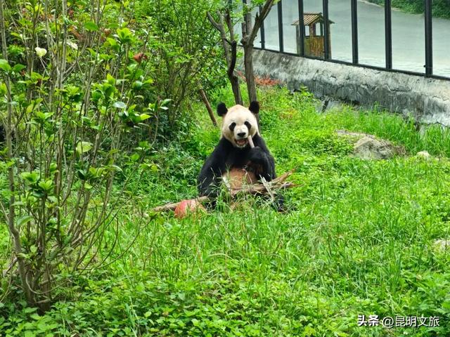 探索自然野趣、探秘植物王国……带孩子来昆明避暑，走这条线路必游！