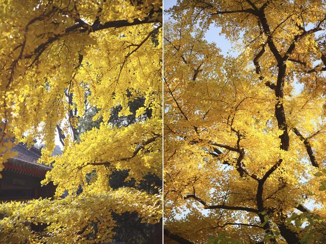 人间满目皆清欢，唯有银杏不负，秋金灿灿的银杏叶，金灿灿的海洋