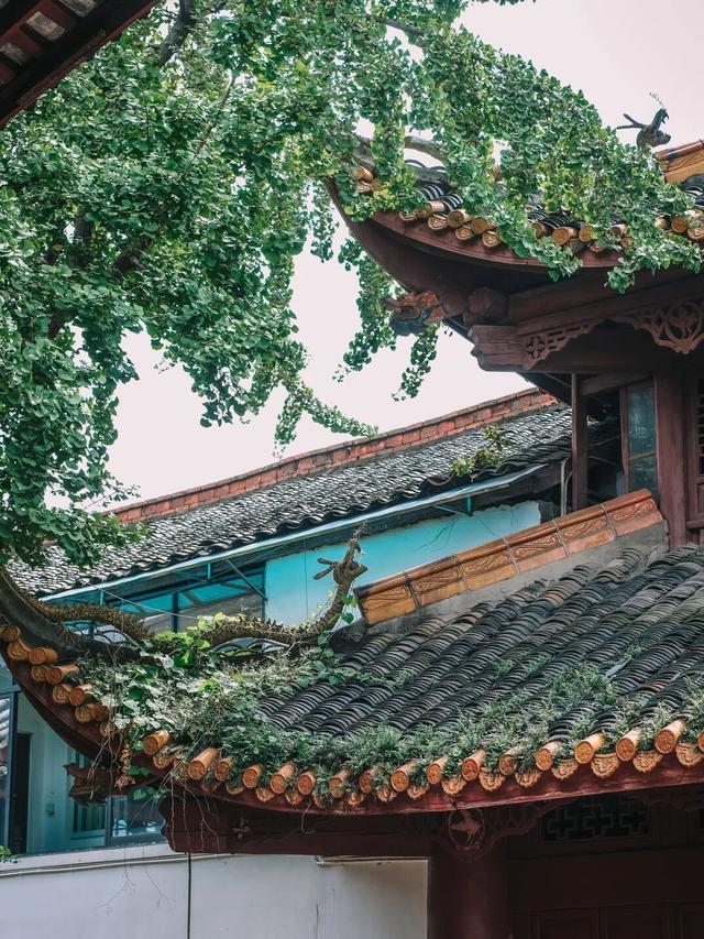 公交可达！实测初秋成都小众徒步线路，溜娃采摘逛老街！