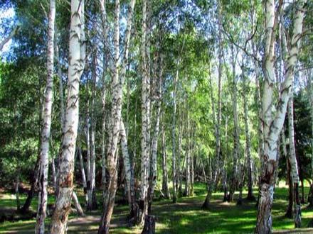 新疆旅游：喀纳斯梦幻之旅全景大扫描（图）
