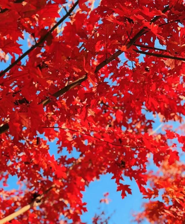 藏不住了！北京通州这条4.4公里“红叶大道”，美到封神~