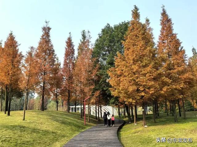 红了红了！东坡水杉出片率100%