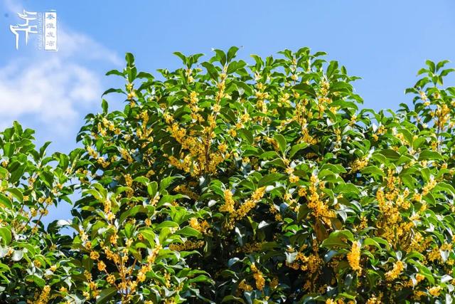 花样秦淮｜秋桂