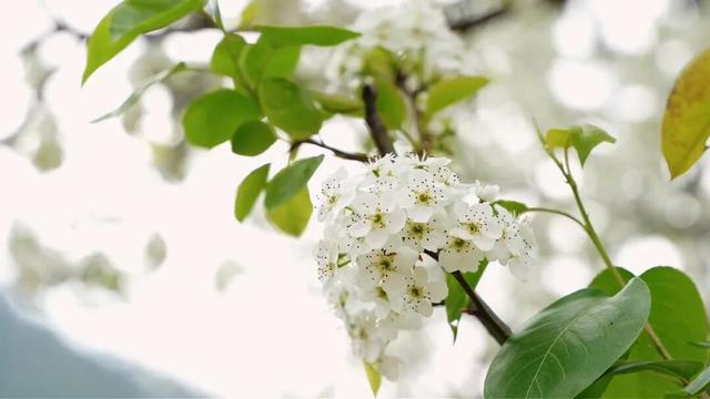 云安高村：百亩梨花盛放 金山美景如画