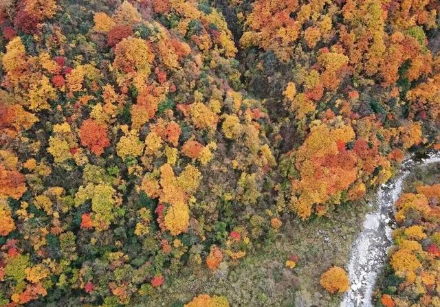【美丽四川】秋日唐家河，闯入触手可及的油画世界‖柳红樱