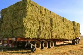 小麦青储1500一亩，专家：为了粮食安全，给再多的钱也不能卖！图片