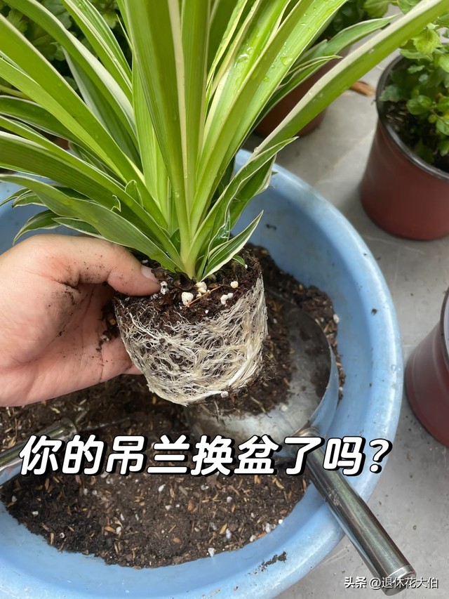 山东女子晒“老公的吊兰”，50盆崽一母同胞，网友：抠到极致了