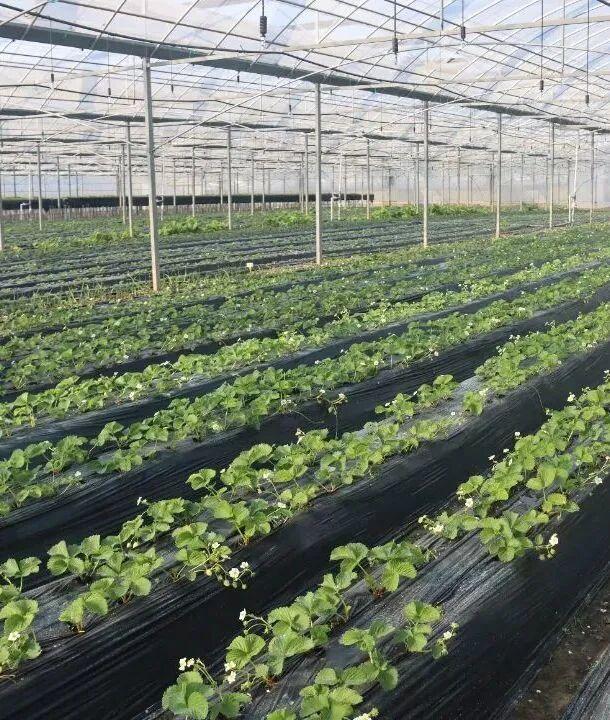 长三角果香正浓！快到这些当季采摘点位探“鲜”吧~