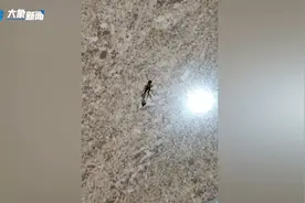 被隐翅虫咬伤该怎么办？赶紧看看这份“隐翅虫急救指南”图片