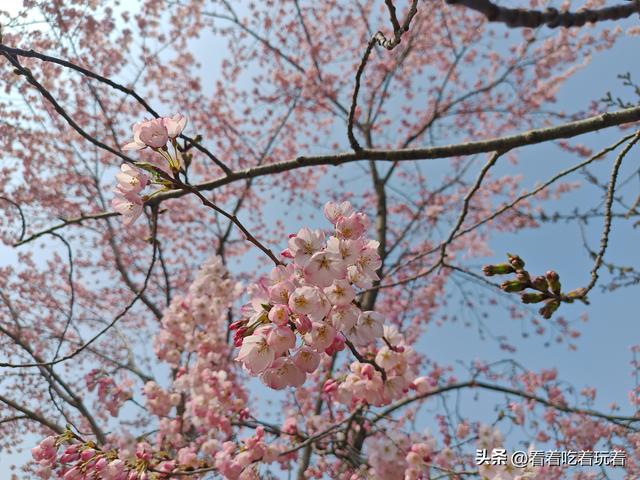 北京公园赏花记