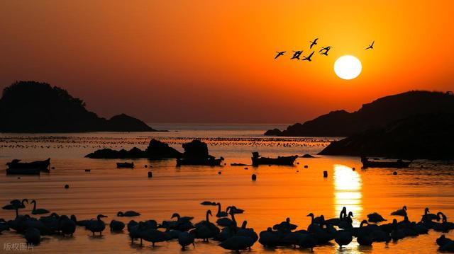 山东这座“天鹅村”美到窒息！百年海草房藏着胶东最暖的冬日童话