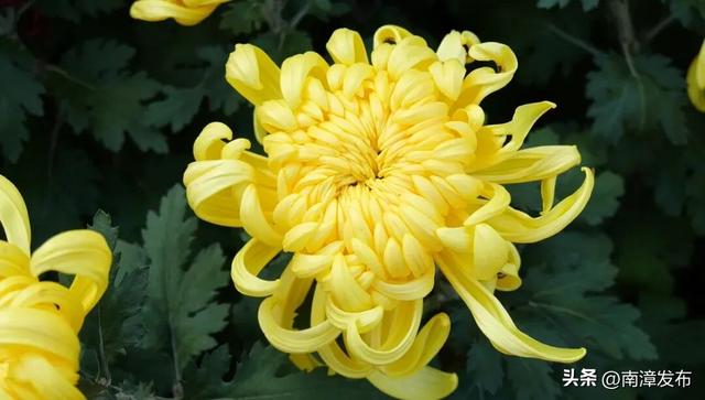 限时福利！南漳金秋菊展结束倒计时，入园参观送菊花……