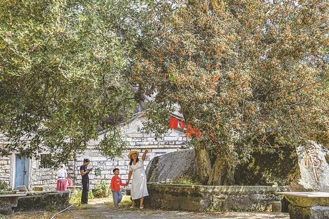 一片奇寺 百年桂花开两色