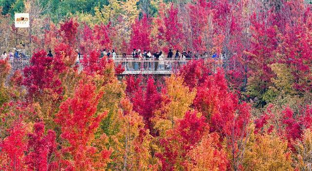 古城与秋叶的交响