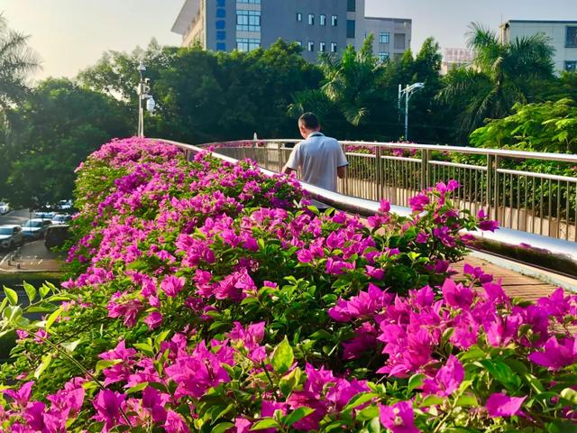 厦门上榜！2026年春节旅游热门目的地！