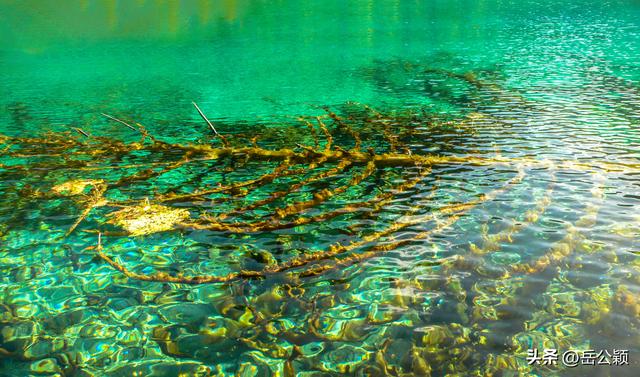 畅游中国｜九寨沟，难忘的那一汪汪水……