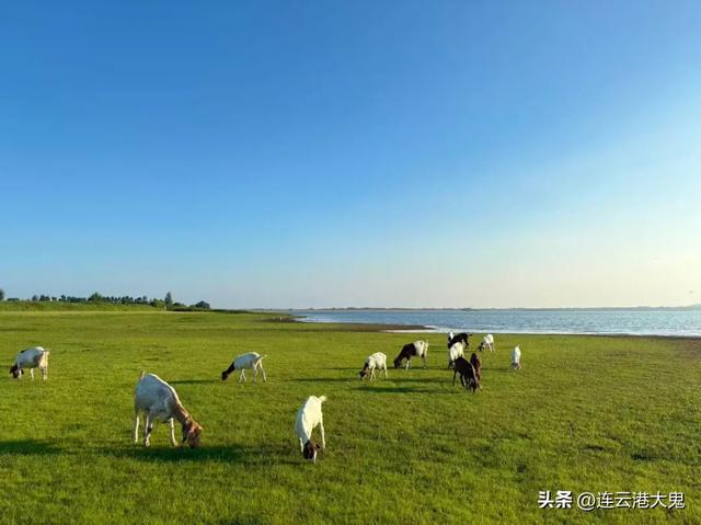 赣榆自己的赛里木湖火了，蓝天、碧水、绿草、青山、黄牛元素满满