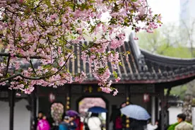 南京莫愁湖公园海棠花开春满园图片