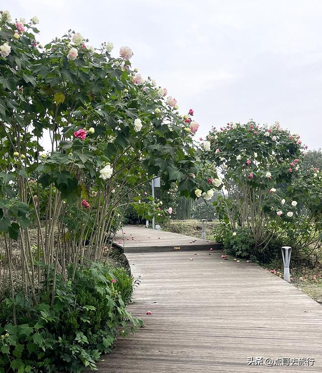 成都市区最美芙蓉花，王者风范，植物迷宫更是惊艳，不要门票！
