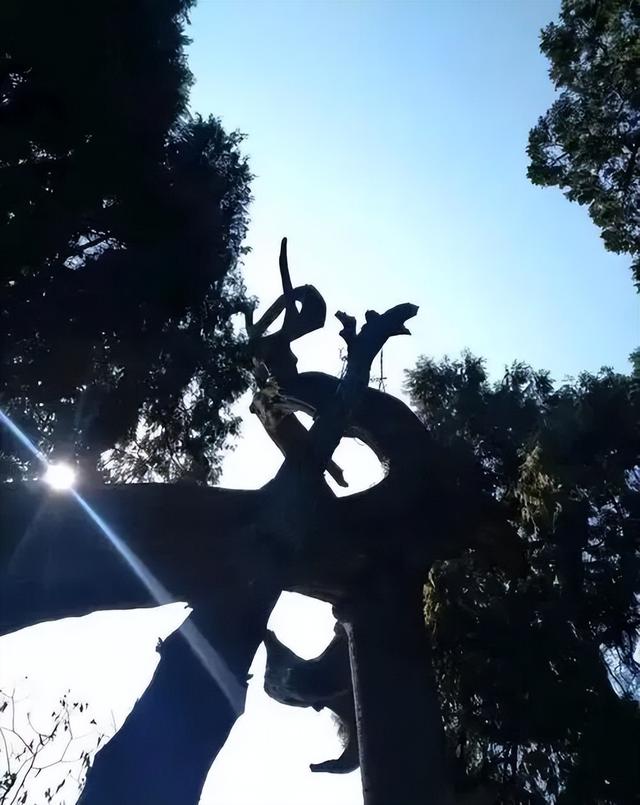 七曲山藏着千年“活化石”：晋柏苍劲，守了岁月万重秋