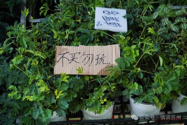 苏州花鸟市场里藏着滚滚红尘