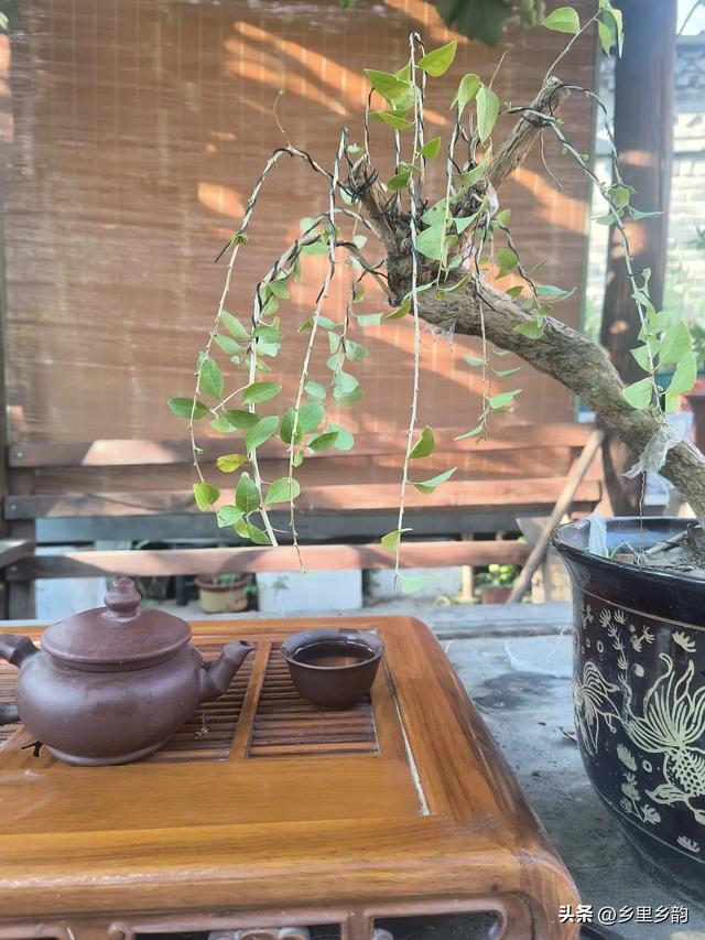 春植的盆景老桩如果还没有成活，你可以这样处理，还会有希望